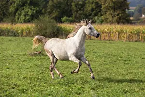 Vesoul: Crossbread Arab Horse - running. Andalou, Vesoul
