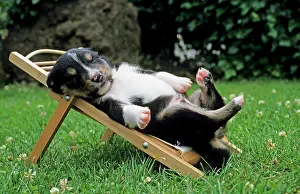 Joyful: Crossbreed pup laying on deck chair, sleeping, crossbreed