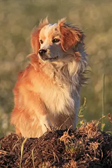 Communities: Crossed with Spaniel Dog sitting and looking off Spain