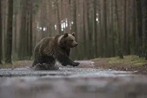 Crossing: The crossing... European brown bear (Ursus (genus) arctos)