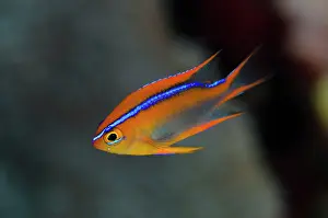 Damsel: Cross's Damsel - juvenile