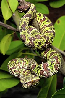 Arboricole: Crotale arboricole, pit viper endemic to Sulawesi