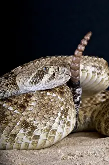 Diamond: Crotalus atrox Crotalus