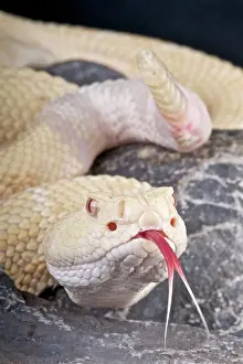 Diamond: Crotalus atrox Crotalus