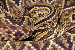 Durissus: Crotalus durissus cascavella Crotalus durissus co