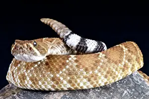 Diamond: Crotalus ruber Crotalus