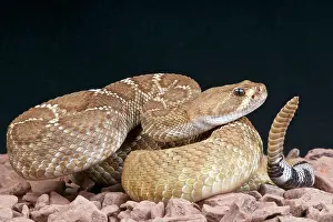 Diamond: Crotalus ruber Crotalus