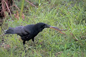 Neoaves: Crow Catching Snake