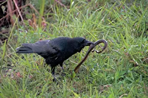 Neoaves: Crow Catching Snake