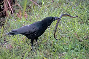 Neoaves: Crow Catching Snake