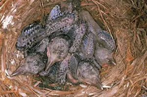 Brachyrhynchos: Crow Chicks