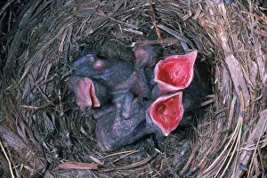 Brachyrhynchos: Crow Chicks