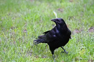 Portland: Crow
