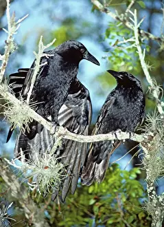 Crows: Crow Courtship