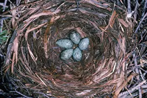 Brachyrhynchos: Crow Eggs