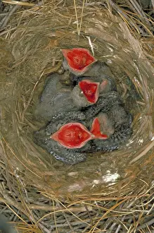 Crows: Crow nestlings