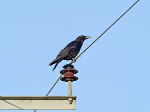 170821: Crow on power cables - Norfolk UK