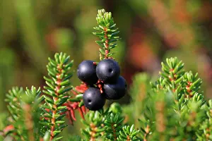 Heatland: Crowberry