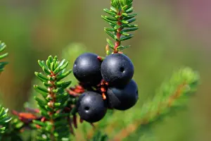 Heatland: Crowberry