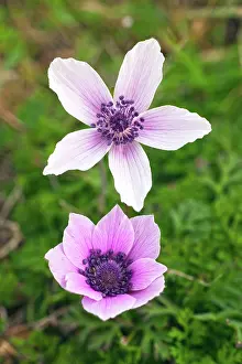 Coronaria: Crown Anemone
