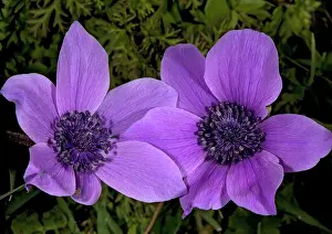 Florist: Crown Anemone in the wild - source of many garden