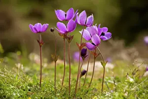 Coronaria: Crown Anemones - on the Omalos Plateau