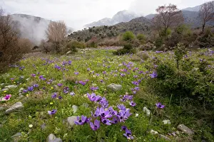 Coronaria: Crown Anemones - on the Omalos Plateau
