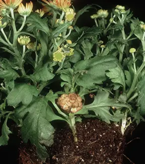 Chrysanthemum: Crown gall on chrysanthemum