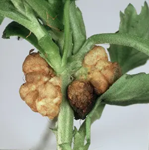 Chrysanthemum: Crown gall on Chrysanthemum