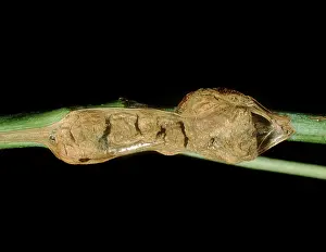Rubus: Crown gall on loganberry