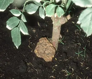 Bacterial: Crown Gall on Rose