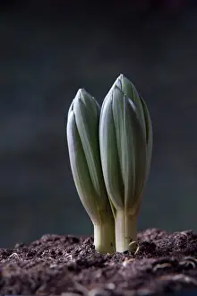 Unfolding: Crown imperial fritillary, Fritillaria imperialis