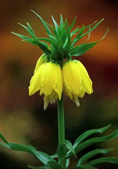 Lutea: Crown Imperial - Lutea