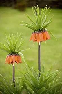 Imperialis: Crown Imperials - in garden