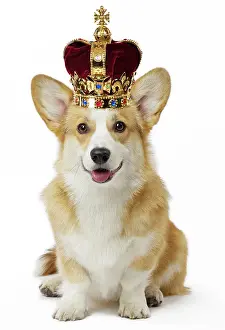 Pembroke: Dog