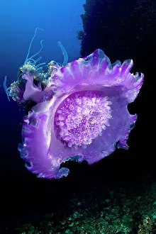 Jellyfishes: Crown Jellyfish
