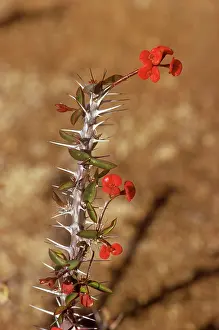 Thorns: CROWN-OF-THORNS