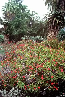 Thorns: CROWN-OF-THORNS
