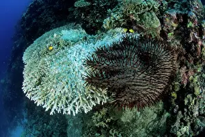 Thorns: Crown-of-Thorns, Acanthaster planci, feeding on a hard coral