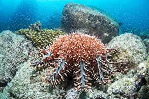 Thorns: Crown-of-thorns sea star (Acanthaster planci), Bay