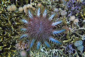 Thorns: Crown-of-thorns sea star (Acanthaster planci) feeding