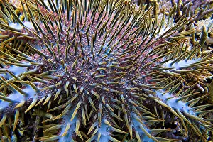 Thorns: Crown-of-thorns sea star (Acanthaster planci) feeding