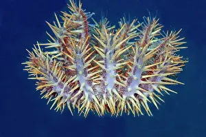 Flores: Crown-of-thorns Seastar (Acanthaster planci), predator