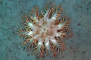 Flores: Crown-of-thorns Seastar (Acanthaster planci), predator