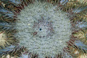 Thorns: Crown-of-thorns Seastar - NusaBay Menjangan Hotel house reef