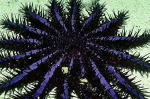 Planci: CROWN-OF-THORNS STARFISH
