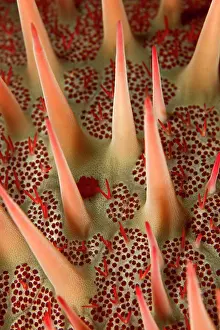 Thorns: Crown-of-thorns Starfish