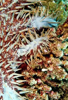 Thorns: Crown-of-thorns Starfish