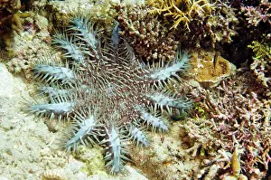 Thorns: Crown-of-thorns Starfish