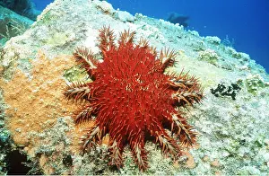 Thorns: CROWN-OF-THORNS STARFISH